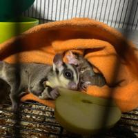 Petauro dello zucchero