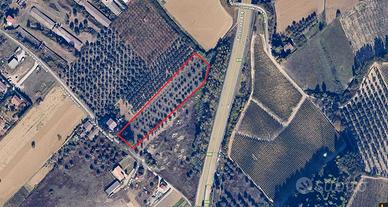 Terreno edificabile + uliveto