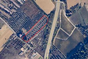 Terreno edificabile + uliveto