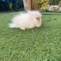 Cuccioli di Spitz Pomerania mini