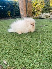 Cuccioli di Spitz Pomerania mini