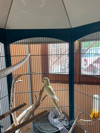 Parrocchetto dal groppone rosso