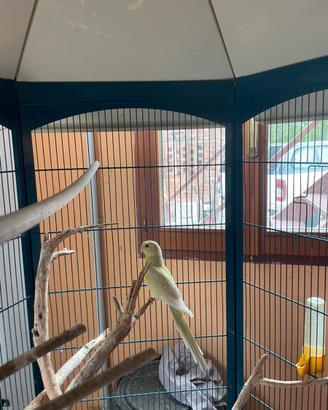 Parrocchetto dal groppone rosso