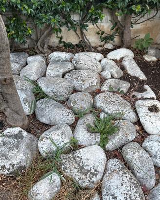 Sassi decorativi da giardino