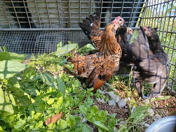 Galletti Barbuta d'Anversa