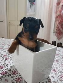 Pincher toy