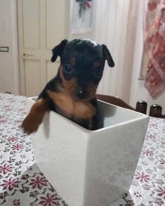 Pincher toy