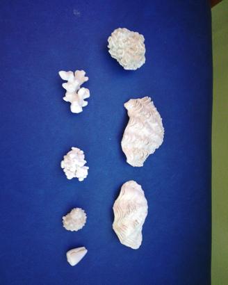 accessori per acquario 
