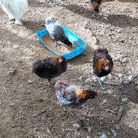 Vendita galli moroseta. Galli araucana