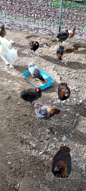 Vendita galli moroseta. Galli araucana