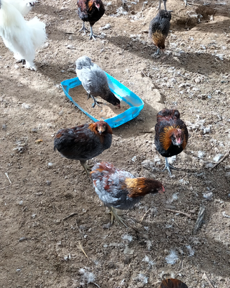 Vendita galli moroseta. Galli araucana