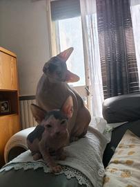 Femmina occhi azzurri I SPHYNX unica in Italia