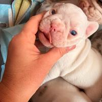 Cuccioli di bulldog francese esotici