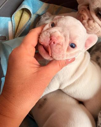 Cuccioli di bulldog francese esotici