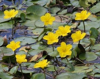 Piante acquatiche per laghetto
