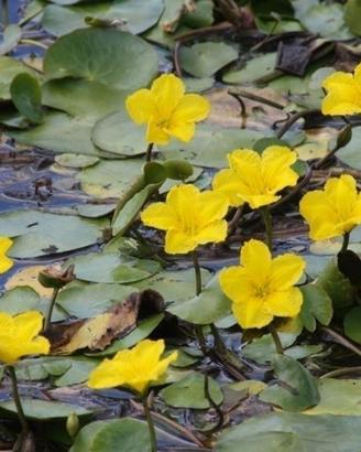 Piante acquatiche per laghetto