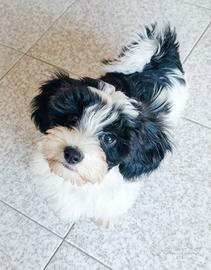 Bichon