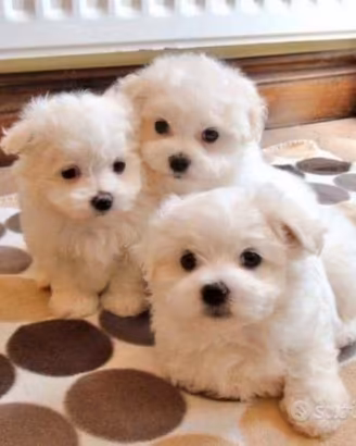 Cuccioli di maltese Toy ( maschietti)