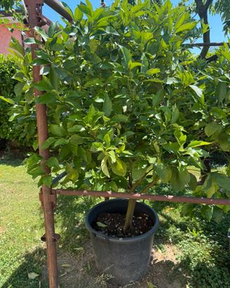 Albero di limone
