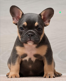 Adorabili Cuccioli di Bulldog francese