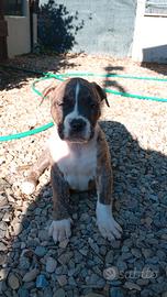 American bully standard