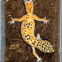 Geco leopardino Emerine