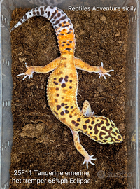 Geco leopardino Emerine