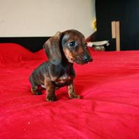 Bassotti cuccioli kaninchen