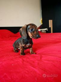 Bassotti cuccioli kaninchen