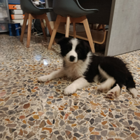 Cucciolo border collie maschio bianco nero