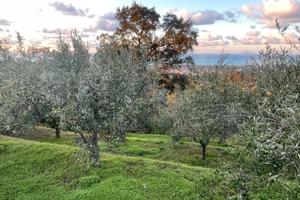 Terreno Agricolo Capo D'Orlando
