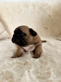 Bulldog Francese