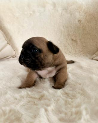 Bulldog Francese