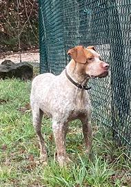 Bracco pointer x accoppiamento