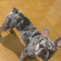 Cucciolo di bulldog francese