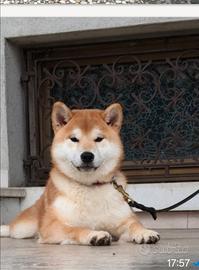 Shiba Inu maschietto con pedigree enci
