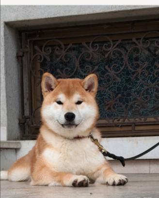 Shiba Inu maschietto con pedigree enci