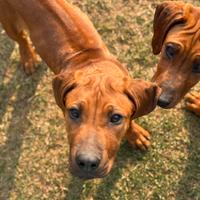 Cucciole Rhodesian Ridgeback