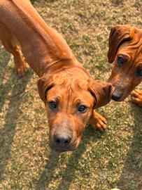 Cucciole Rhodesian Ridgeback
