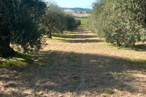 Terreno con ulivi