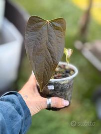 Pianta Anthurium Queen of the Hearts