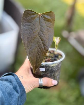 Pianta Anthurium Queen of the Hearts