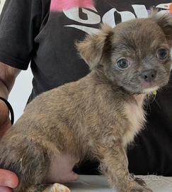 Chihuhua