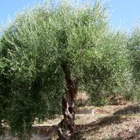 ALBERI DI ULIVO e DA BOSCO