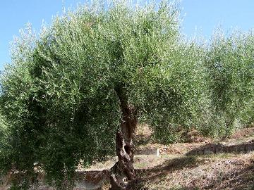 LEGNA DI ULIVO e DA BOSCO