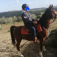 Cavallo