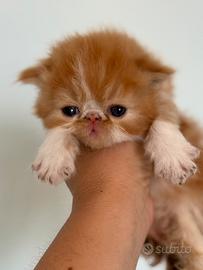 Gatti persiani ipertipici