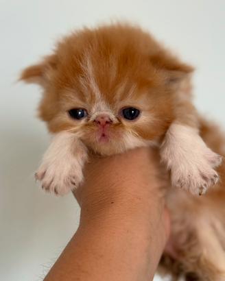 Gatti persiani ipertipici