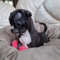 Chihuahua maschietto dí piccola taglia