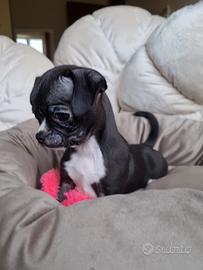 Chihuahua maschietto dí piccola taglia